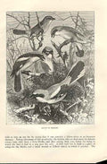 Original Old Antique Print Group Shrikes 1862 Wood'S Natural History Birds 19th