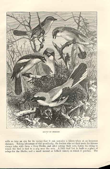 Original Old Antique Print Group Shrikes 1862 Wood'S Natural History Birds 19th