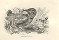 Original Old Antique Print Great Breve 1862 Wood'S Natural History Birds 19th