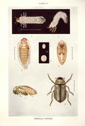 Original Old Antique Print Indian Insects Beetle Anomala Varians