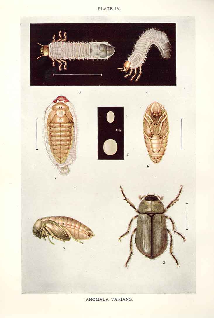 Original Old Antique Print Indian Insects Beetle Anomala Varians