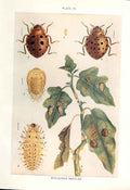 Original Old Antique Print Indian Insects Beetle Epilachna Beetles
