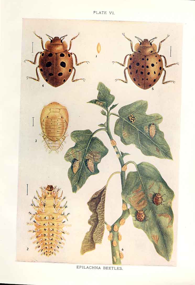 Original Old Antique Print Indian Insects Beetle Epilachna Beetles