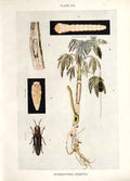 Original Old Antique Print Indian Insects Beetle Sphenoptera Gossypii