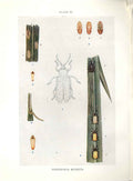 Original Old Antique Print Indian Insects Beetle Phidodonta Modesta