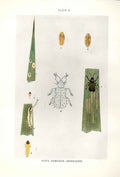 Original Old Antique Print Indian Insects Beetle Hispa Armigera