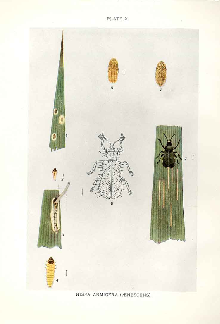 Original Old Antique Print Indian Insects Beetle Hispa Armigera