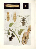 Original Old Antique Print Indian Insects Beetle Apomecyna Pertigera