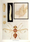 Original Old Antique Print Indian Insects Dacus Cucurbitae Fly