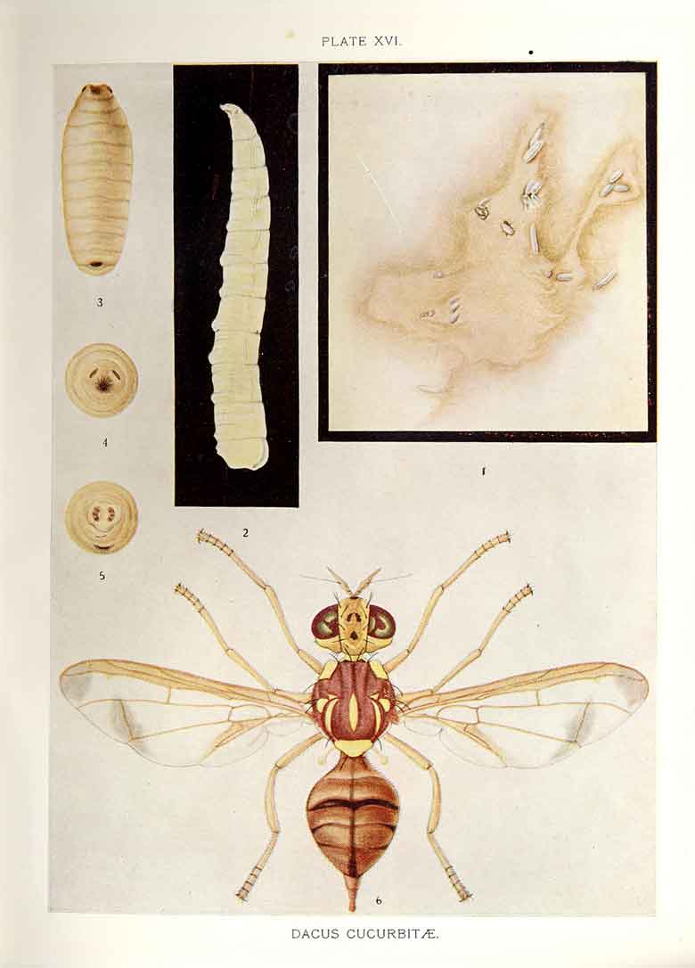 Original Old Antique Print Indian Insects Dacus Cucurbitae Fly