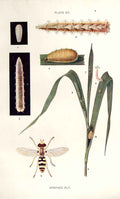 Original Old Antique Print Indian Insects Syrphid Fly