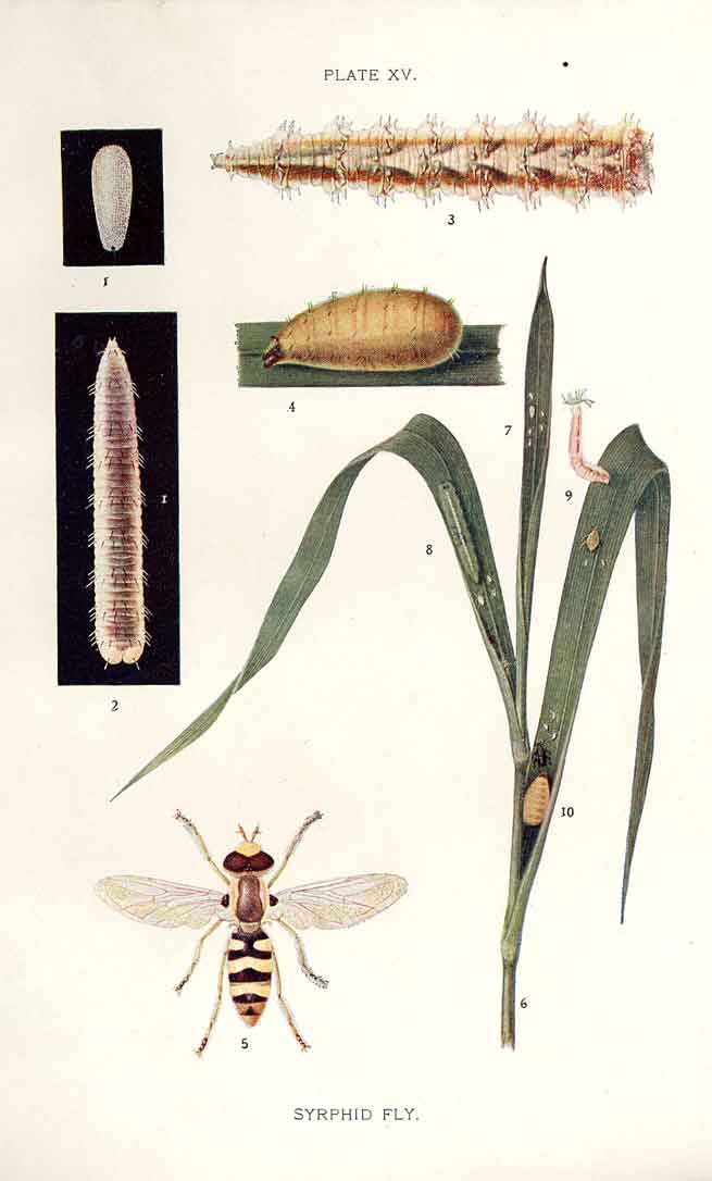 Original Old Antique Print Indian Insects Syrphid Fly