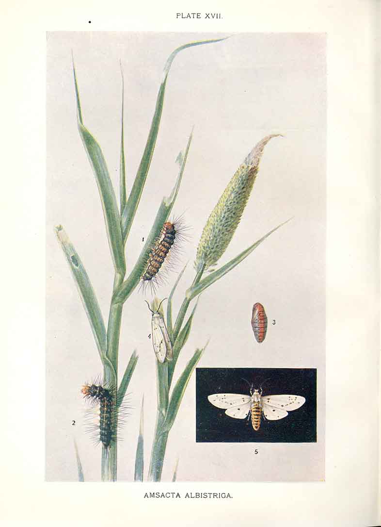 Original Old Antique Print Indian Insects Moth Amascta Albistriga