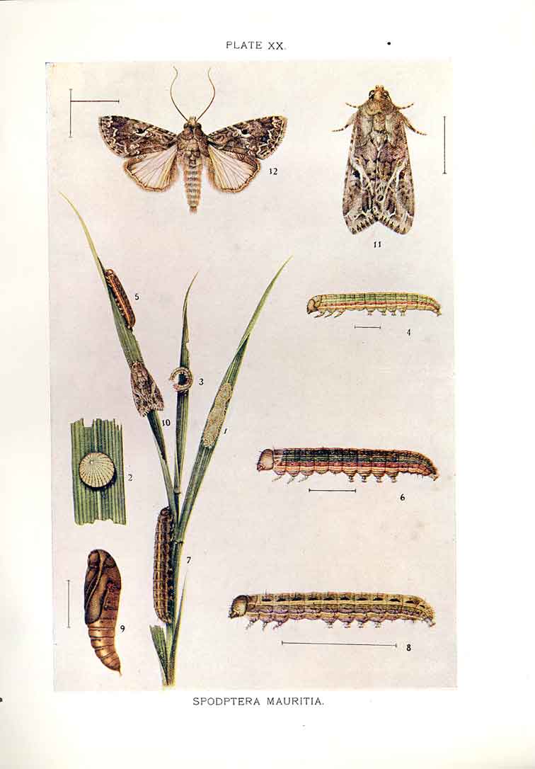Original Old Antique Print Indian Insects Moth Spodoptera Mauritia