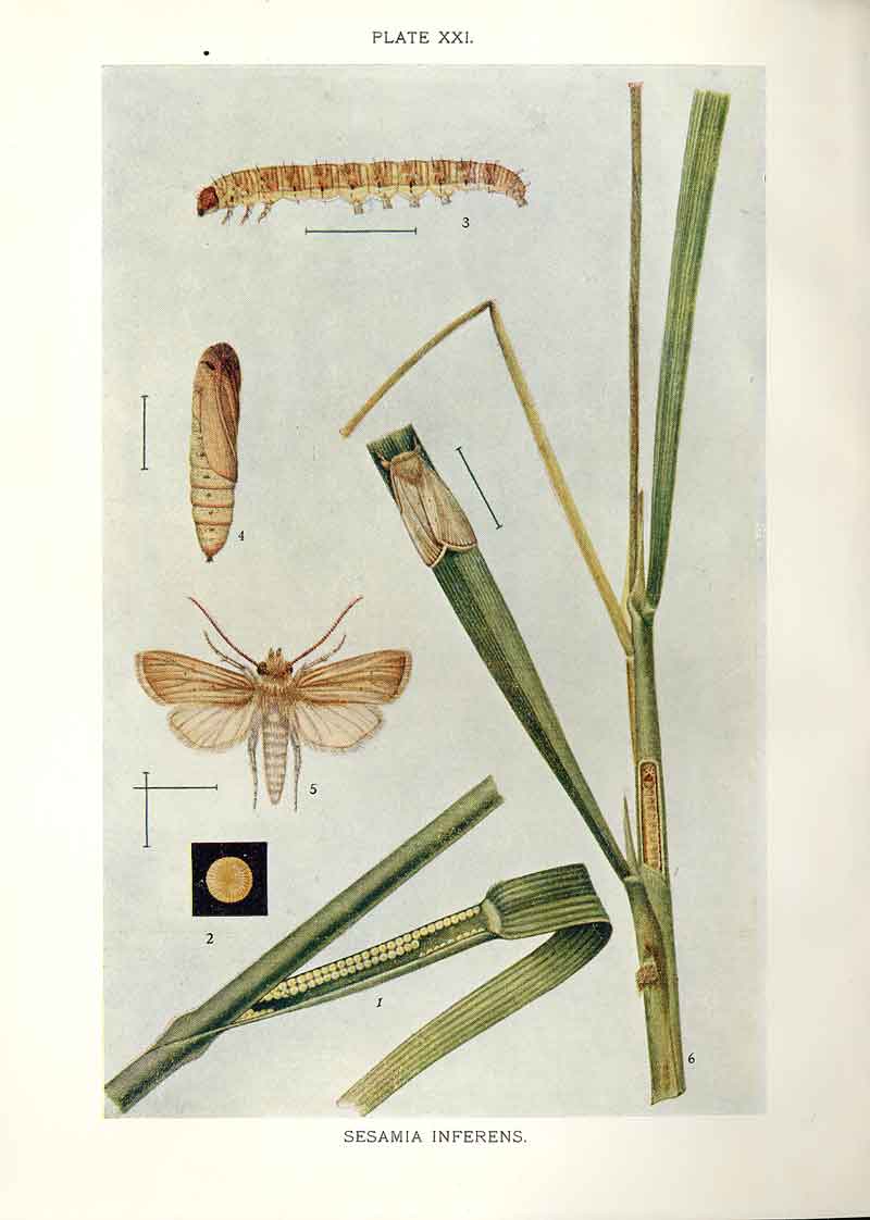 Original Old Antique Print Indian Insects Moth Sesamia Inferens