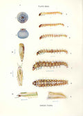 Original Old Antique Print Indian Insects Moth Earias Fabia
