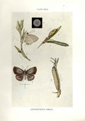 Original Old Antique Print Indian Insects Butterfly Catochrysops Cnejus