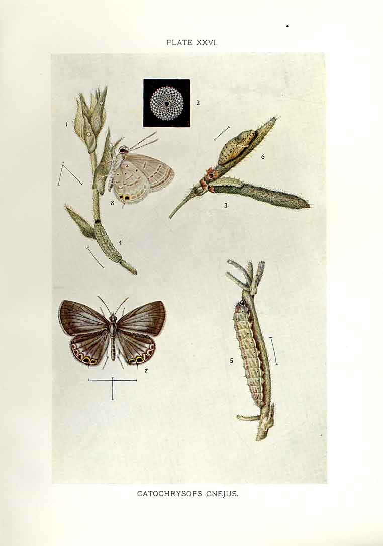 Original Old Antique Print Indian Insects Butterfly Catochrysops Cnejus