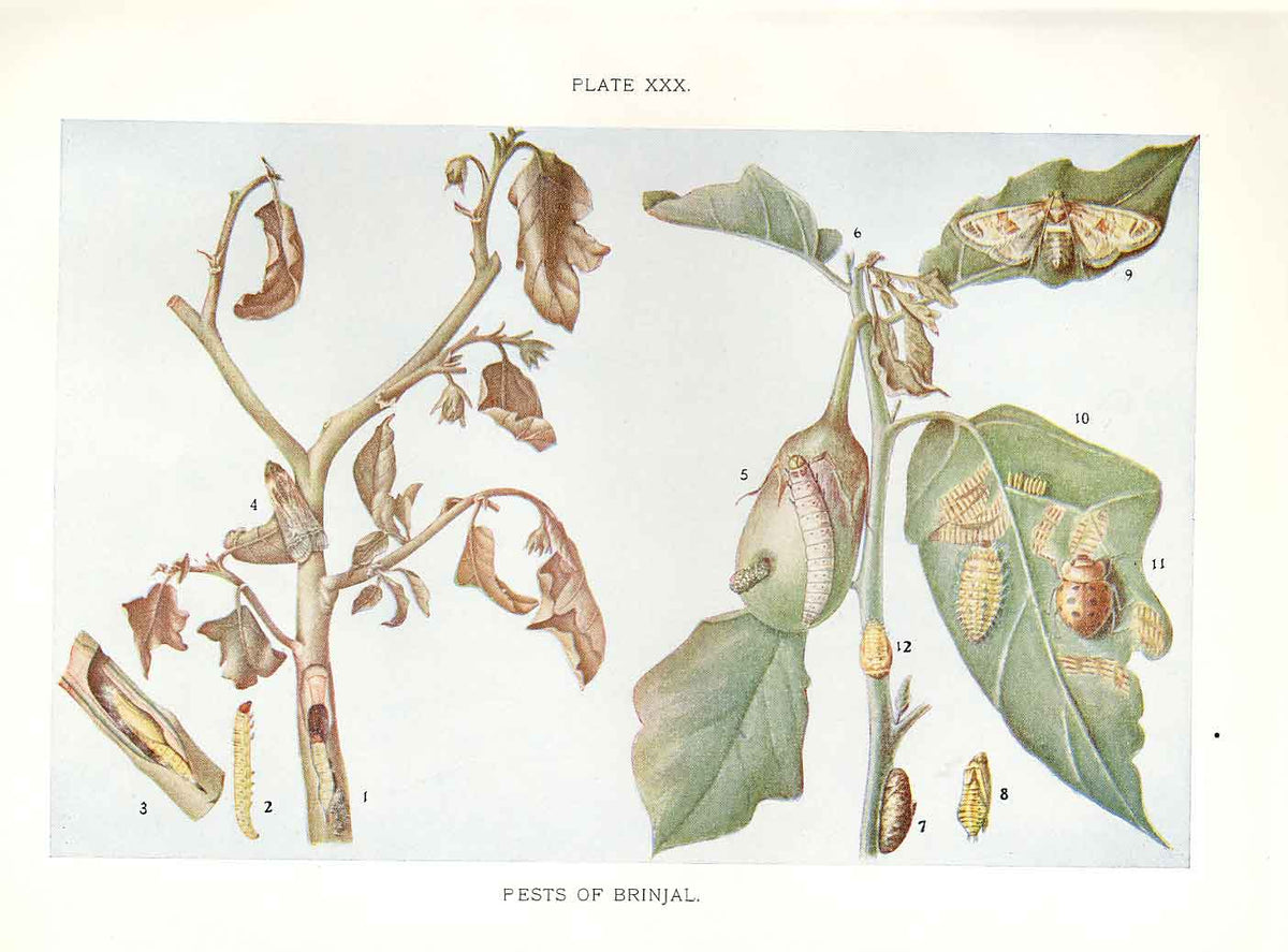 Original Old Antique Print Indian Insects Moths Pests Brinjal