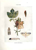 Original Old Antique Print Indian Insects Moth Phycita Infusella