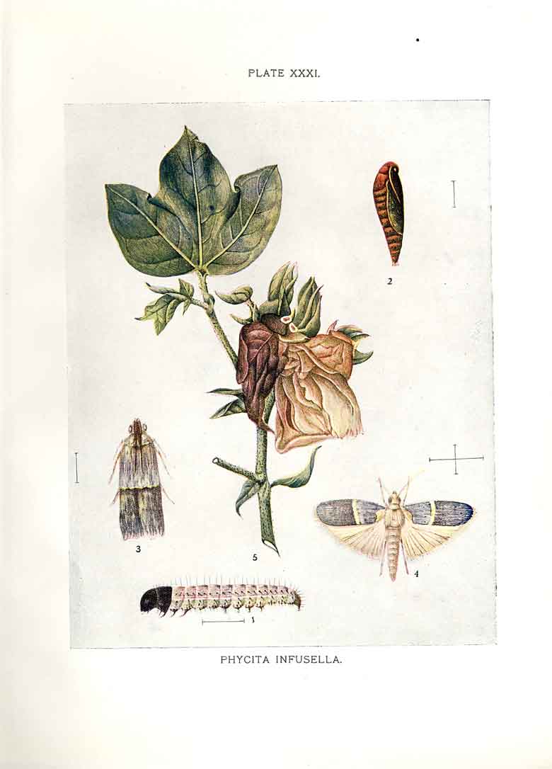 Original Old Antique Print Indian Insects Moth Phycita Infusella
