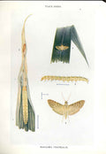 Original Old Antique Print Indian Insects Moth Marasima Trapezalis