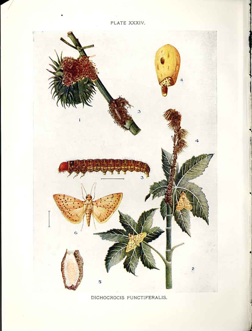 Original Old Antique Print Indian Insects Moth Dichocrocis Punctiferalis