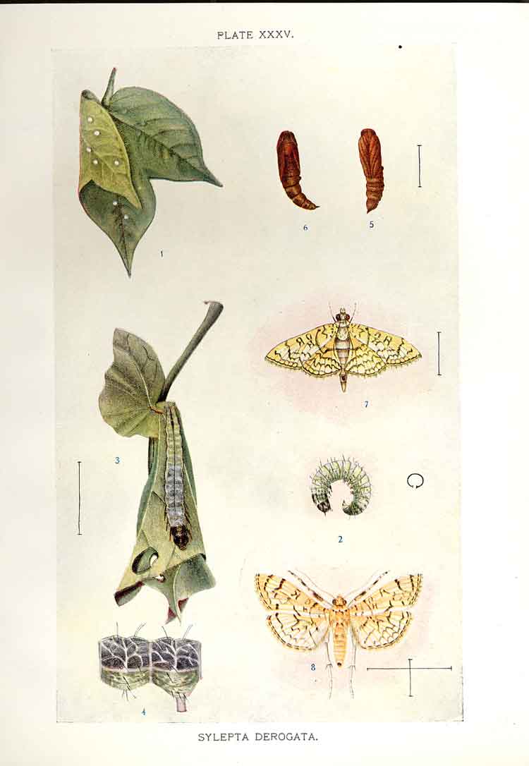 Original Old Antique Print Indian Insects Moth Sylepta Derogata