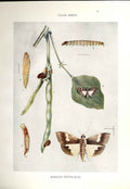 Original Old Antique Print Indian Insects Moth Maruca Testulalis