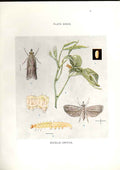 Original Old Antique Print Indian Insects Moths Eucelis Critica