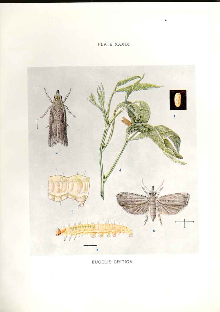 Original Old Antique Print Indian Insects Moths Eucelis Critica