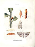 Original Old Antique Print Indian Insects Moths Laspeyresia Tricentra