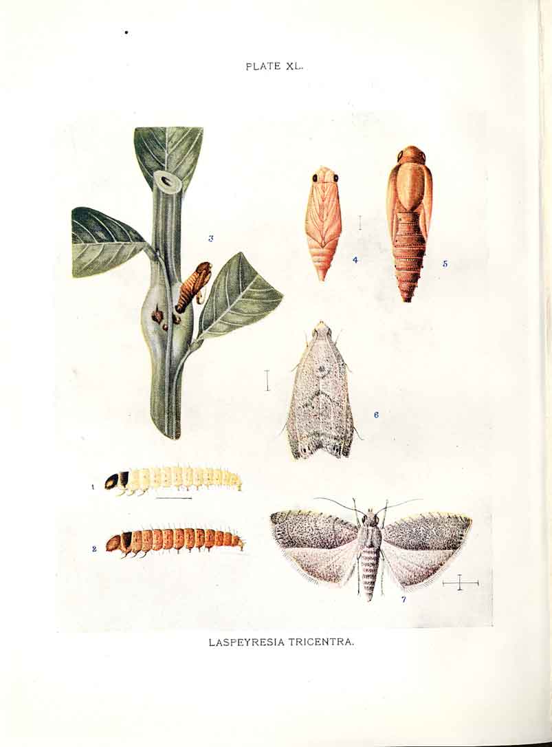 Original Old Antique Print Indian Insects Moths Laspeyresia Tricentra