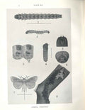 Original Old Antique Print Indian Insects Arbela Teraonis
