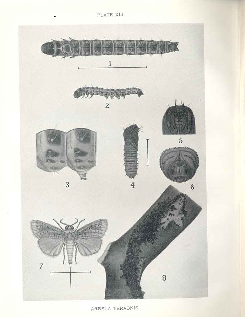 Original Old Antique Print Indian Insects Arbela Teraonis