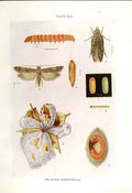 Original Old Antique Print Indian Insects Gelechia Gossypiella