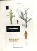 Original Old Antique Print Indian Insects Gnorimoschema Helopa