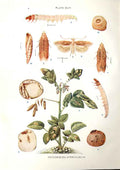 Original Old Antique Print Indian Insects Phthorimaea Operculella