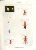 Original Old Antique Print Indian Insects Dysdercus Cingulatus Beetle