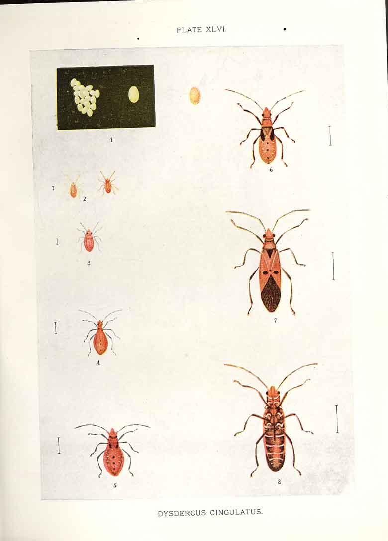 Original Old Antique Print Indian Insects Dysdercus Cingulatus Beetle