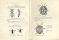 Original Old Antique Print Indian InsectsPages Beetles
