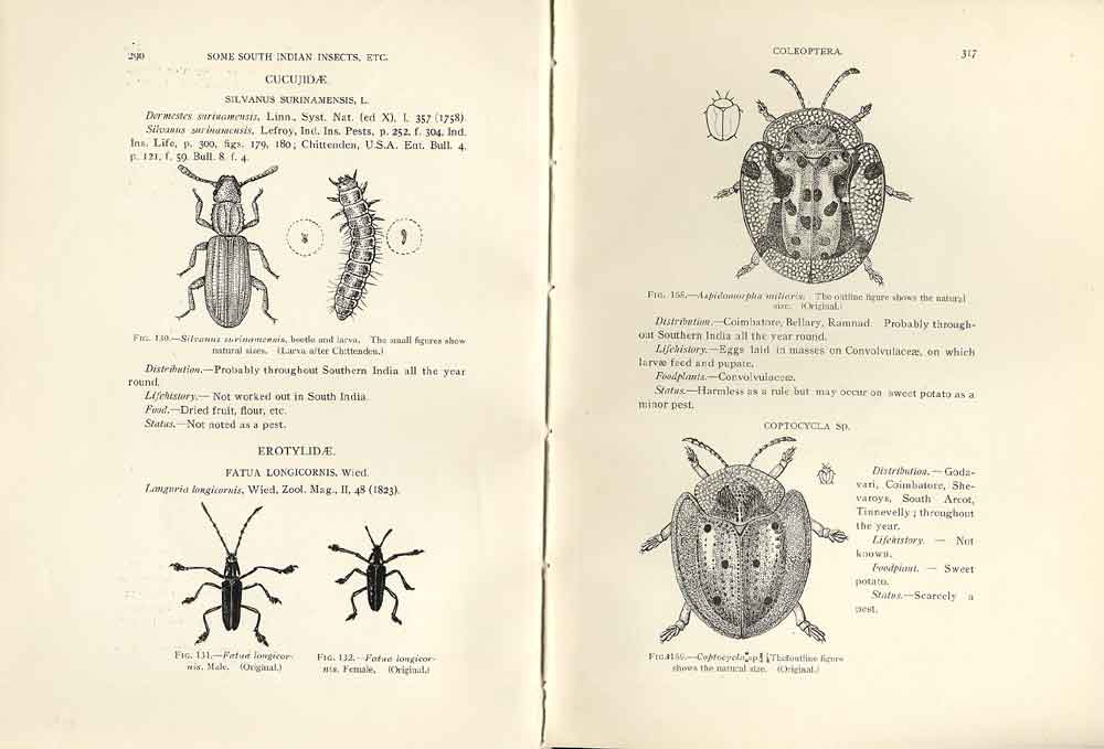 Original Old Antique Print Indian InsectsPages Beetles