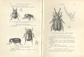 Original Old Antique Print Indian Insects BeetlesPages