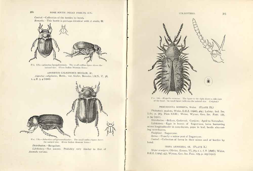Original Old Antique Print Indian Insects BeetlesPages