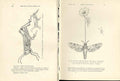 Original Old Antique Print Indian Insects Hoppers Hawk Moth