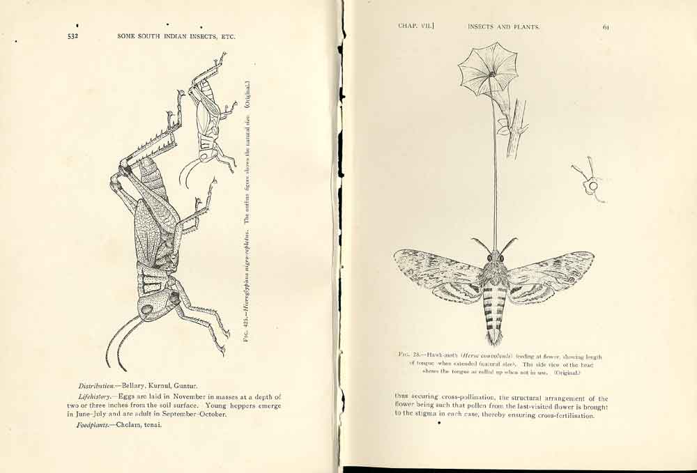Original Old Antique Print Indian Insects Hoppers Hawk Moth