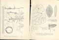 Original Old Antique Print Indian Insects Eelworms