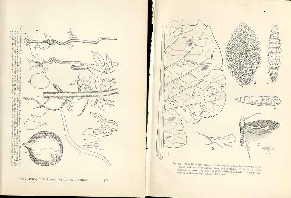 Original Old Antique Print Indian Insects Eelworms