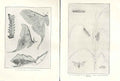 Original Old Antique Print Indian Insects Actias Selen Kumbli Puchi
