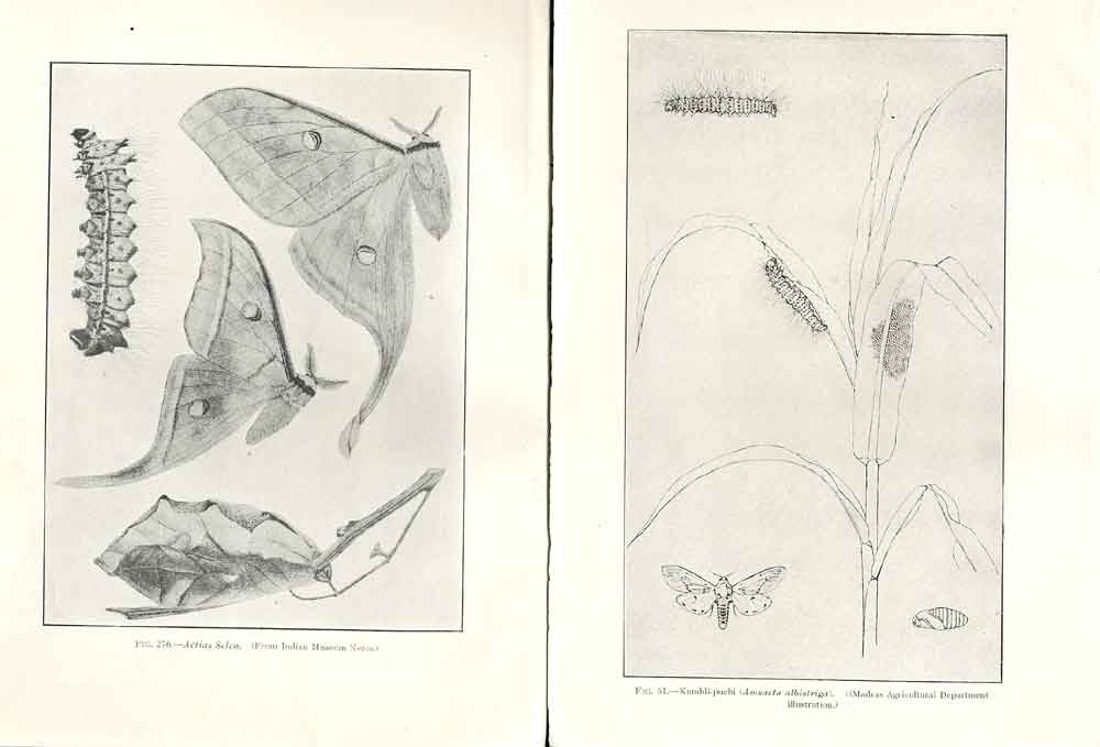 Original Old Antique Print Indian Insects Actias Selen Kumbli Puchi
